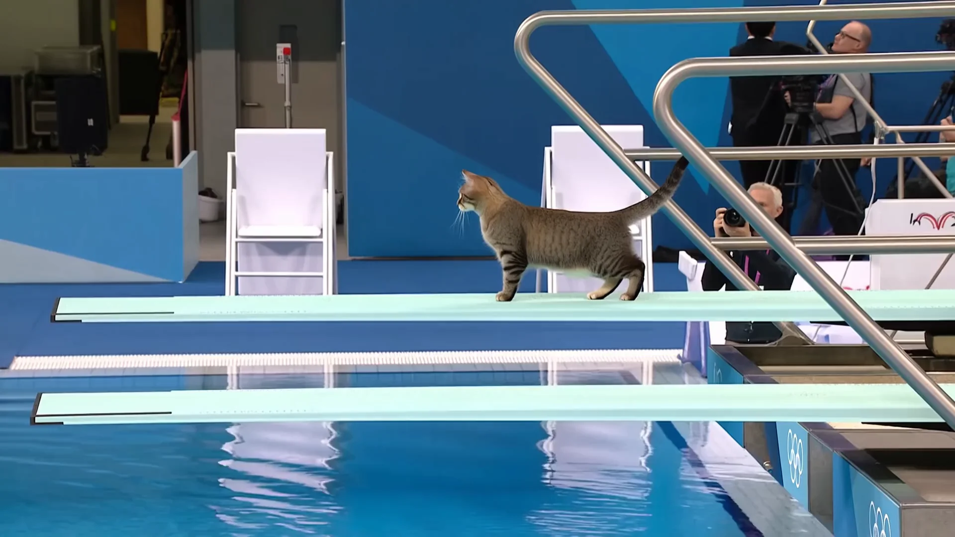 Cat on a Diving Board