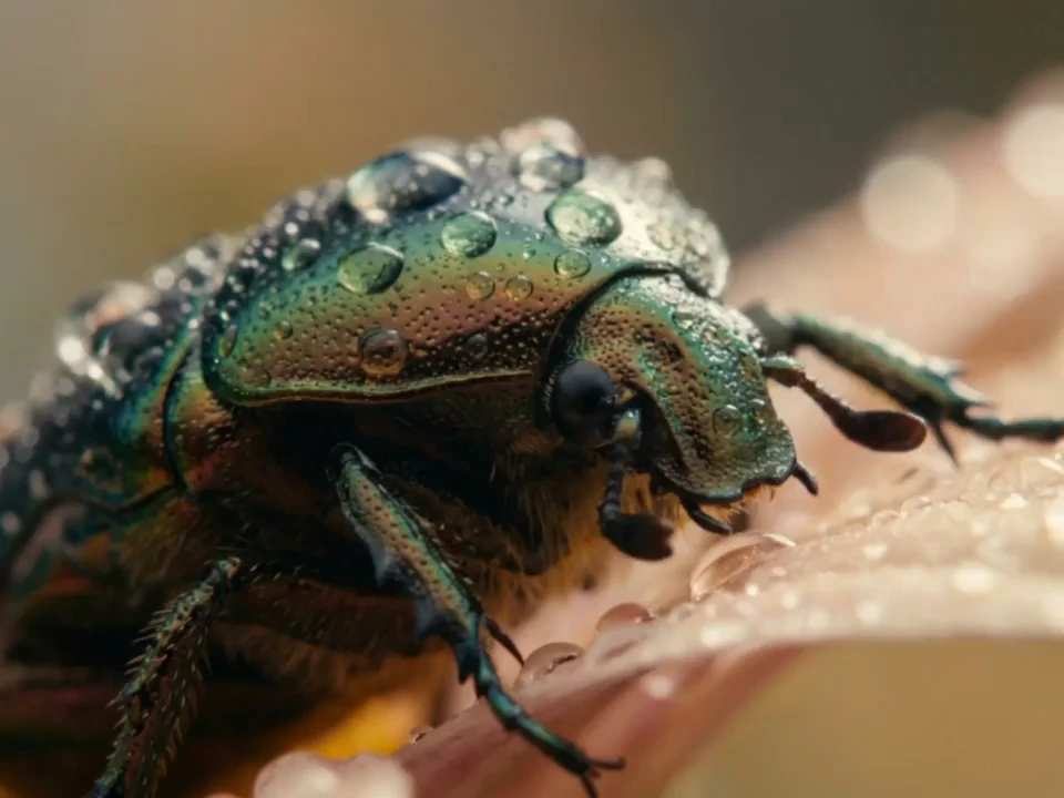 FlowAIVideo macro shot of a jewel beetle covered in water droplets